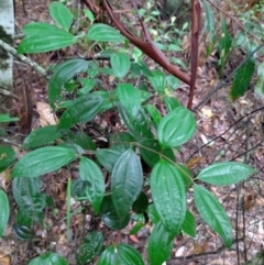 Rhodamnia rubescens (Scrub Turpentine, Brown Malletwood) at Gleniffer, NSW - 7 Feb 2024 by NJ
