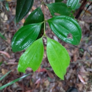 Rhodamnia rubescens at Gleniffer, NSW - suppressed