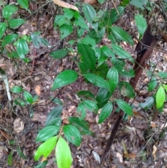 Rhodamnia rubescens at Gleniffer, NSW - suppressed