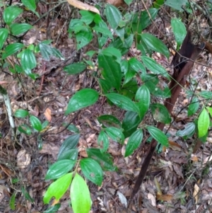 Rhodamnia rubescens at Gleniffer, NSW - suppressed