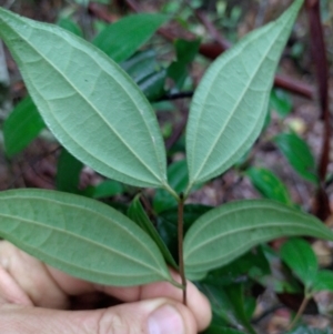 Rhodamnia rubescens at Gleniffer, NSW - suppressed