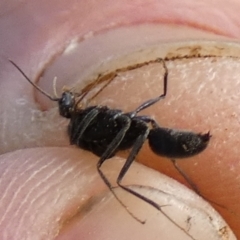 Formicidae (family) (Unidentified ant) at Queanbeyan West, NSW - 7 Feb 2024 by Paul4K