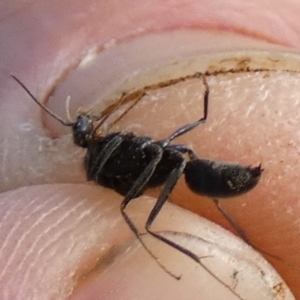 Formicidae (family) at Bicentennial Park - 8 Feb 2024 07:59 AM