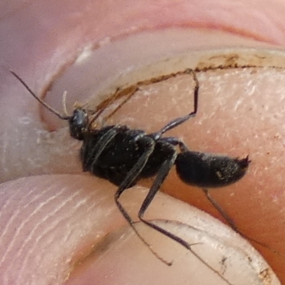 Formicidae (family) (Unidentified ant) at Queanbeyan West, NSW - 7 Feb 2024 by Paul4K