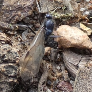 Formicidae (family) at Bicentennial Park - 8 Feb 2024