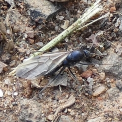 Formicidae (family) at Bicentennial Park - 8 Feb 2024 07:59 AM