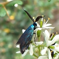 Pollanisus (genus) (A Forester Moth) at Cook, ACT - 6 Feb 2024 by CathB