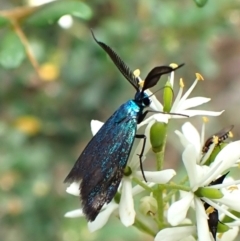 Pollanisus (genus) (A Forester Moth) at Aranda Bushland - 6 Feb 2024 by CathB