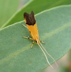 Crocanthes micradelpha (A longhorned moth) at Aranda Bushland - 6 Feb 2024 by CathB