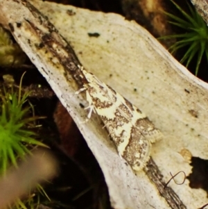 Scoparia spelaea at Aranda Bushland - 6 Feb 2024