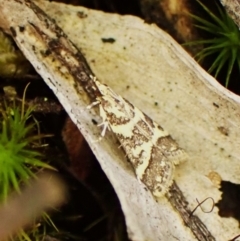Scoparia spelaea (a Crambid moth) at Aranda Bushland - 6 Feb 2024 by CathB