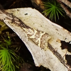 Scoparia spelaea at Aranda Bushland - 6 Feb 2024