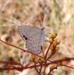 Erina hyacinthina (Varied Dusky-blue) at Aranda, ACT - 7 Feb 2024 by CathB