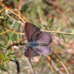 Erina hyacinthina at Aranda Bushland - 7 Feb 2024