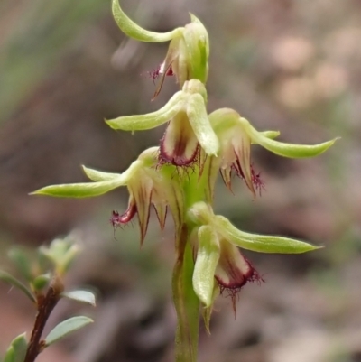 Corunastylis cornuta (Horned Midge Orchid) at Aranda Bushland - 7 Feb 2024 by CathB