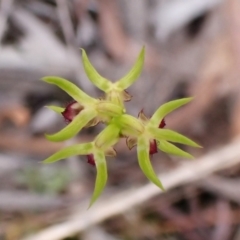 Corunastylis cornuta at Aranda Bushland - suppressed