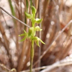 Corunastylis cornuta at Aranda Bushland - suppressed