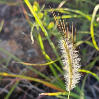 Dichanthium sericeum (Queensland Blue-grass) at The Pinnacle - 6 Feb 2024 by sangio7