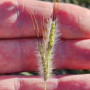 Dichanthium sericeum at The Pinnacle - 7 Feb 2024