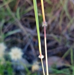 Dichanthium sericeum at The Pinnacle - 7 Feb 2024