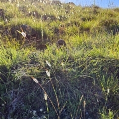 Dichanthium sericeum at The Pinnacle - 7 Feb 2024 08:29 AM