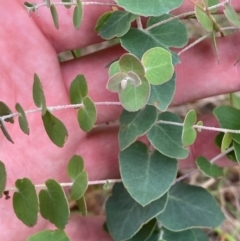 Eucalyptus bridgesiana (Apple Box) at Deakin, ACT - 29 Dec 2023 by Tapirlord