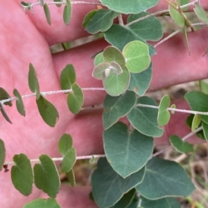 Eucalyptus bridgesiana at Red Hill Nature Reserve - 29 Dec 2023 03:17 PM