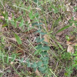 Eucalyptus bridgesiana at Red Hill Nature Reserve - 29 Dec 2023 03:17 PM