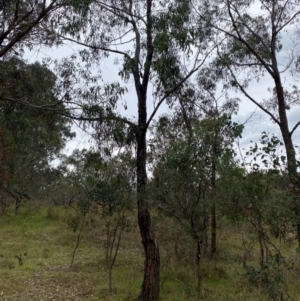 Eucalyptus bridgesiana at Red Hill Nature Reserve - 29 Dec 2023