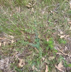 Eucalyptus bridgesiana at Red Hill Nature Reserve - 29 Dec 2023 03:17 PM