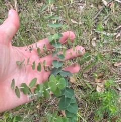 Eucalyptus bridgesiana at Red Hill Nature Reserve - 29 Dec 2023 03:17 PM