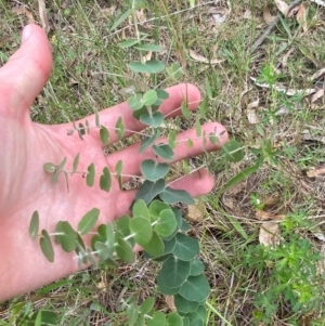 Eucalyptus bridgesiana at Red Hill Nature Reserve - 29 Dec 2023 03:17 PM