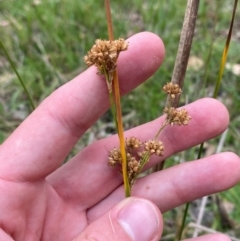 Juncus vaginatus (Clustered Rush) at Red Hill Nature Reserve - 29 Dec 2023 by Tapirlord