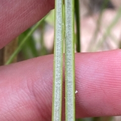 Juncus vaginatus at Red Hill Nature Reserve - 29 Dec 2023 03:17 PM