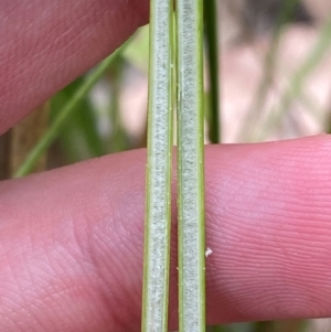 Juncus vaginatus at Red Hill Nature Reserve - 29 Dec 2023 03:17 PM