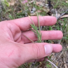 Epilobium hirtigerum (Hairy Willowherb) at Deakin, ACT - 29 Dec 2023 by Tapirlord