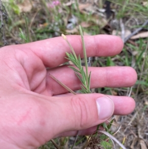 Epilobium hirtigerum at Red Hill Nature Reserve - 29 Dec 2023 03:17 PM