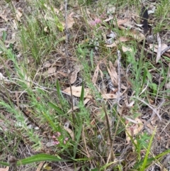 Epilobium hirtigerum at Red Hill Nature Reserve - 29 Dec 2023 03:17 PM