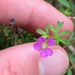 Geranium retrorsum (Grassland Cranesbill) at Deakin, ACT - 29 Dec 2023 by Tapirlord