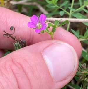 Geranium retrorsum at Red Hill Nature Reserve - 29 Dec 2023