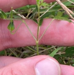 Geranium retrorsum at Red Hill Nature Reserve - 29 Dec 2023