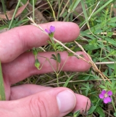 Geranium retrorsum at Red Hill Nature Reserve - 29 Dec 2023