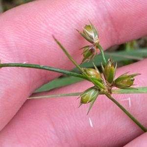 Juncus homalocaulis at Red Hill Nature Reserve - 29 Dec 2023