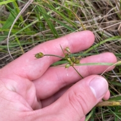 Juncus homalocaulis at Red Hill Nature Reserve - 29 Dec 2023 03:16 PM