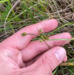 Juncus homalocaulis at Red Hill Nature Reserve - 29 Dec 2023