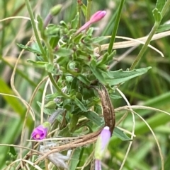 Epilobium billardiereanum subsp. cinereum (Variable Willow-herb) at Deakin, ACT - 29 Dec 2023 by Tapirlord