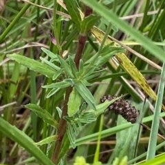 Epilobium billardiereanum subsp. cinereum at Red Hill Nature Reserve - 29 Dec 2023