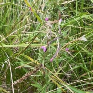 Epilobium billardiereanum subsp. cinereum at Red Hill Nature Reserve - 29 Dec 2023