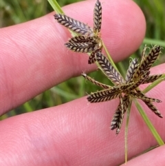 Cyperus sanguinolentus (A Sedge) at Red Hill Nature Reserve - 29 Dec 2023 by Tapirlord