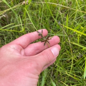 Cyperus sanguinolentus at Red Hill Nature Reserve - 29 Dec 2023